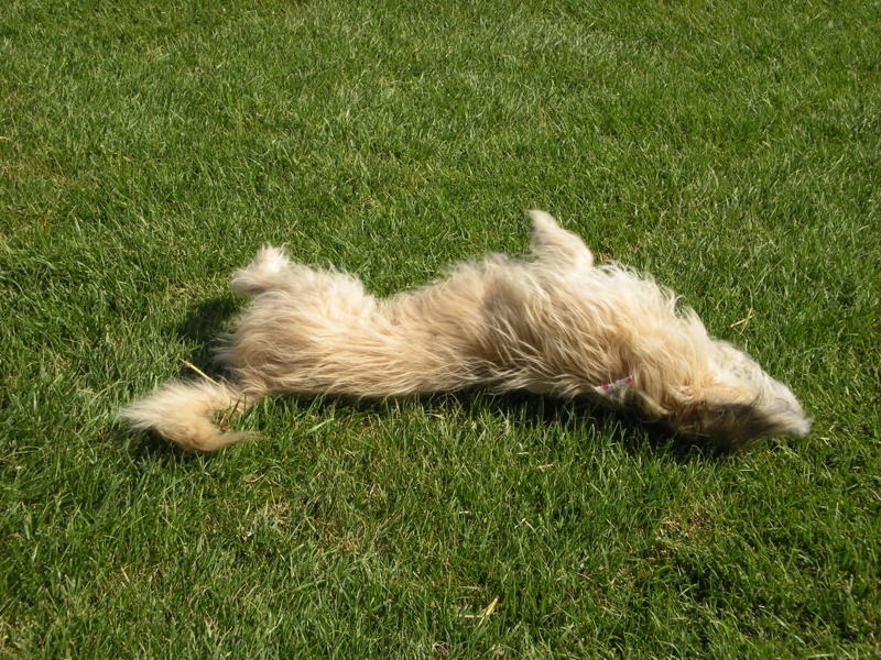 A friendly guide to top-notch care in Calabasas for pets A friendly guide to top-notch care in Calabasas for pets