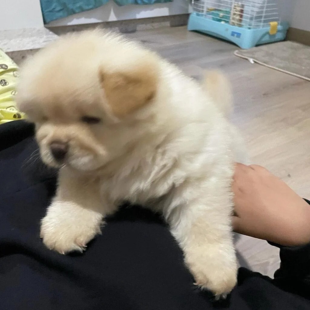 Chow Chow Puppies from Trusted Breeders: a practical guide Chow Chow Puppies from Trusted Breeders: a practical guide