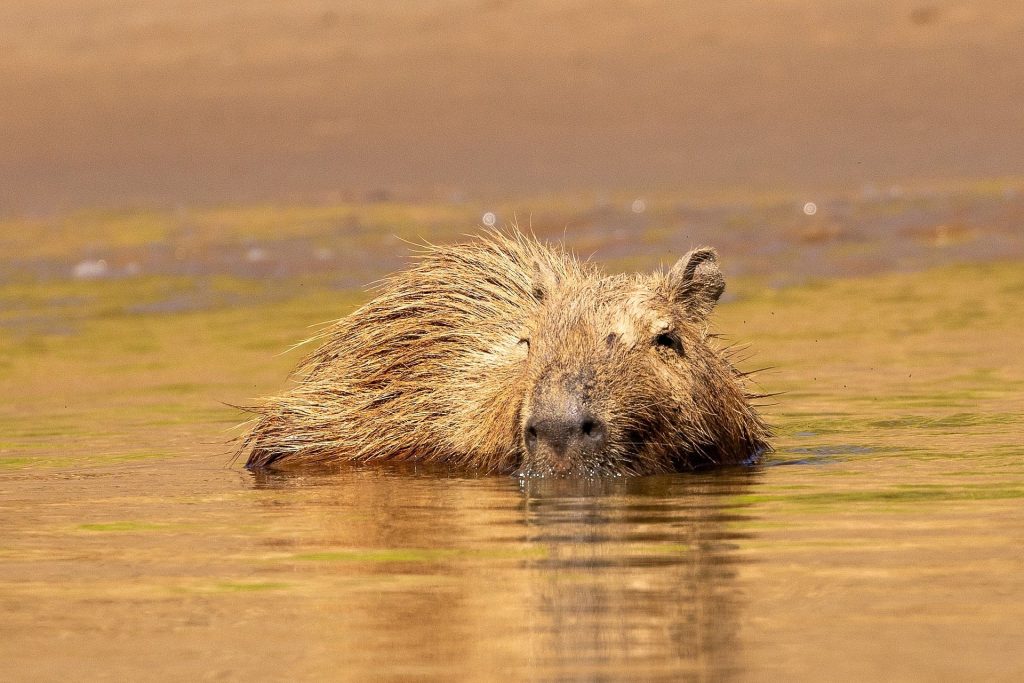 Beyond the ordinary: family-led adventures in Peru