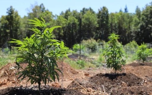 Your guide to buying weed online in Dubai today Your guide to buying weed online in Dubai today