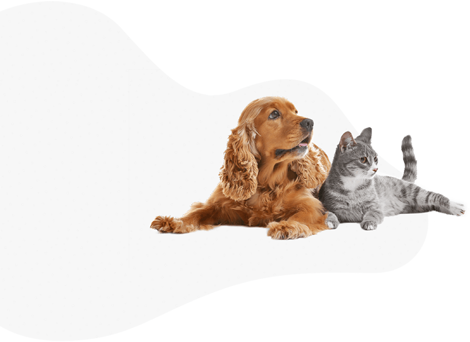 Trustworthy care for your furry friends in Agua Hills Trustworthy care for your furry friends in Agua Hills