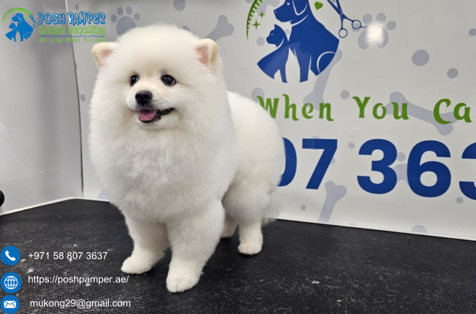 Discover Expert Cat Grooming at Your Door in Dubai Discover Expert Cat Grooming at Your Door in Dubai