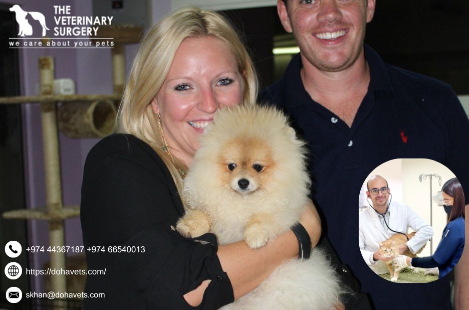 Reliable pet care and relocation insights for Qatar Reliable pet care and relocation insights for Qatar