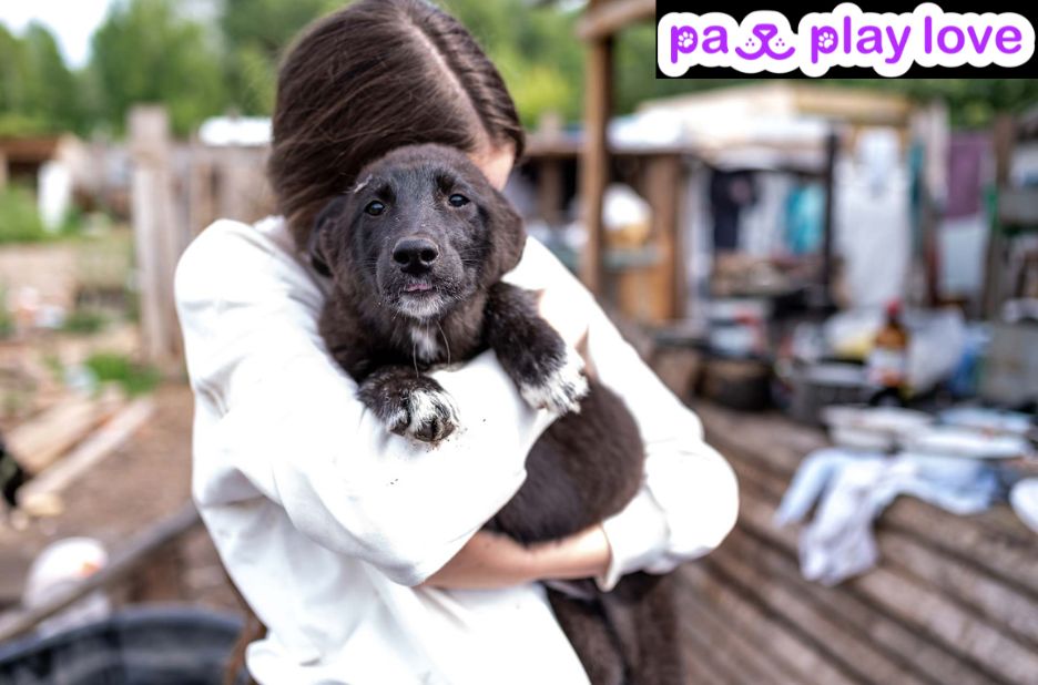 Find Local Puppy Play Dates and Dog Socials Near You Find Local Puppy Play Dates and Dog Socials Near You
