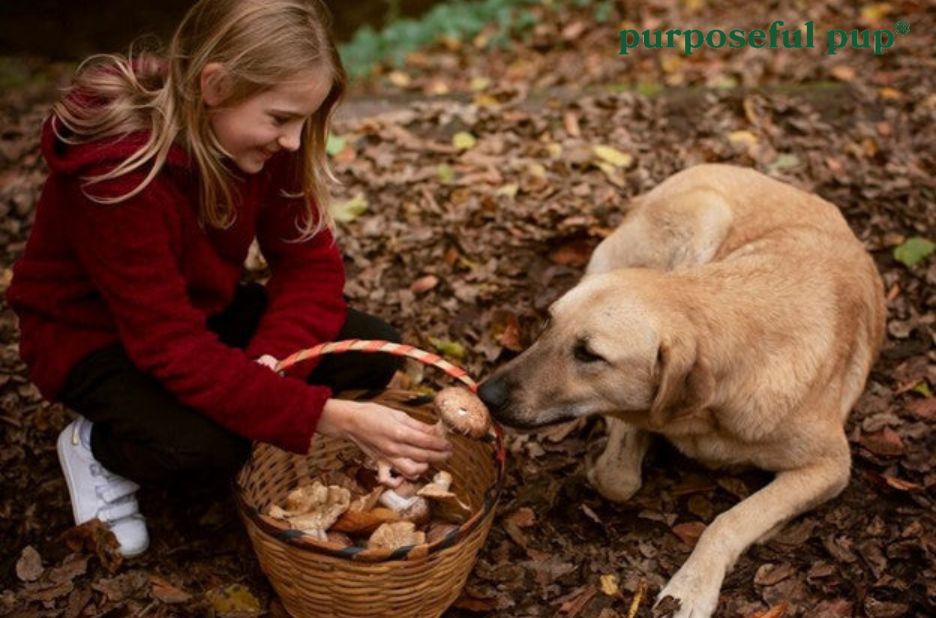 Healthy, tasty treats for growing dogs that love snacking Healthy, tasty treats for growing dogs that love snacking