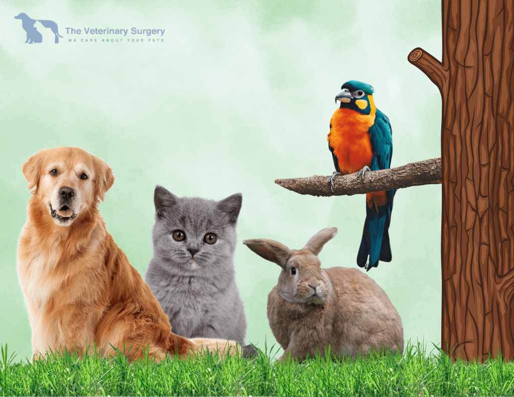 Caring for your companion: trusted veterinary care in Doha