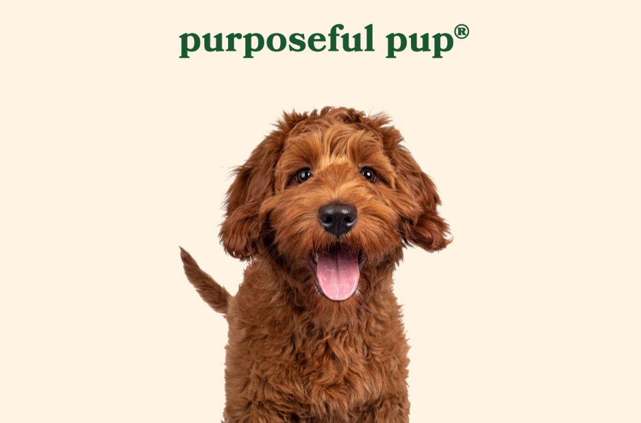 Discover Highly Rated Natural Dog Treats from US Suppliers Discover Highly Rated Natural Dog Treats from US Suppliers