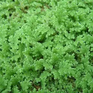 Creating a lush freshwater tank with live greenery Creating a lush freshwater tank with live greenery