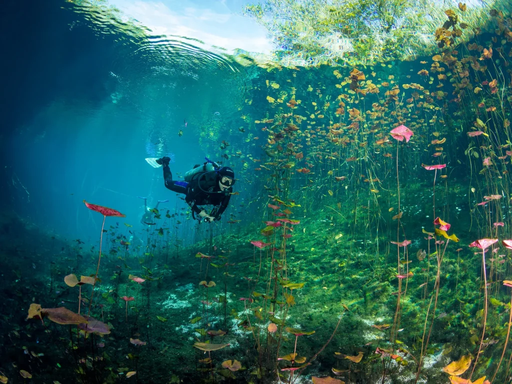 Hidden Underwater Realms near Quintana Roo