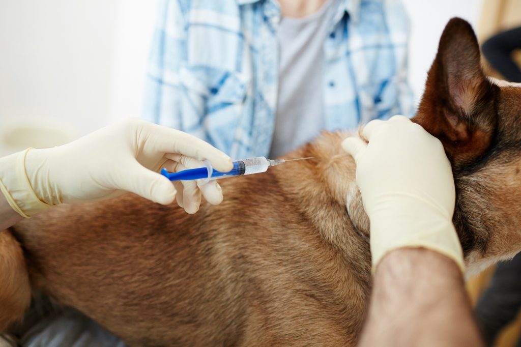 Compassionate guidance for end-of-life care for cats in Calgary