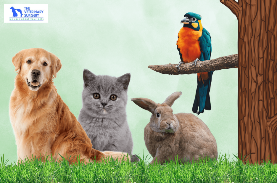 Your Trusted Pet Care Clinic in Doha Your Trusted Pet Care Clinic in Doha