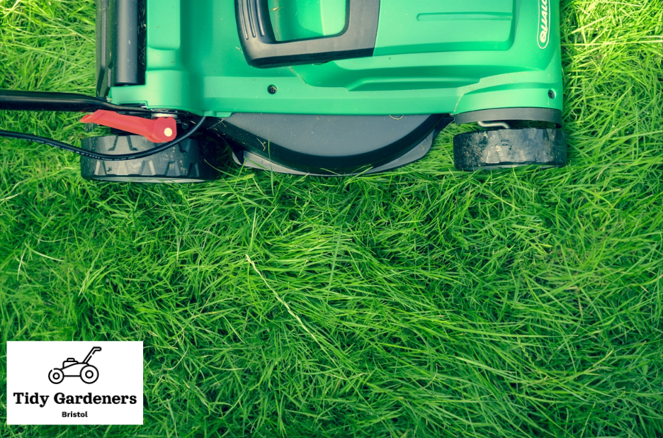 Transform Your Outdoor Space with Expert Garden Care Transform Your Outdoor Space with Expert Garden Care