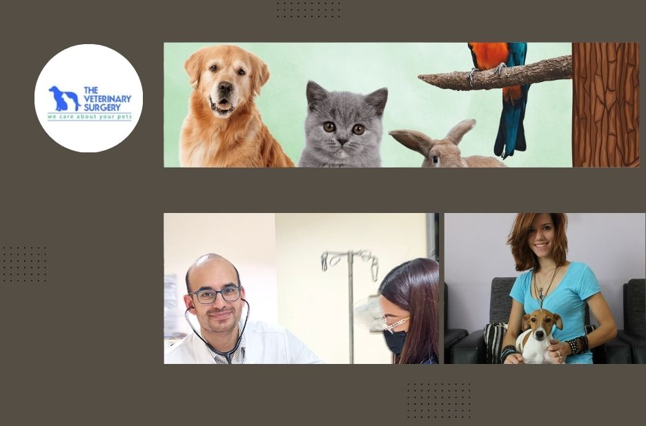 Best Vet in Qatar for Expert and Compassionate Pet Care Services Best Vet in Qatar for Expert and Compassionate Pet Care Services
