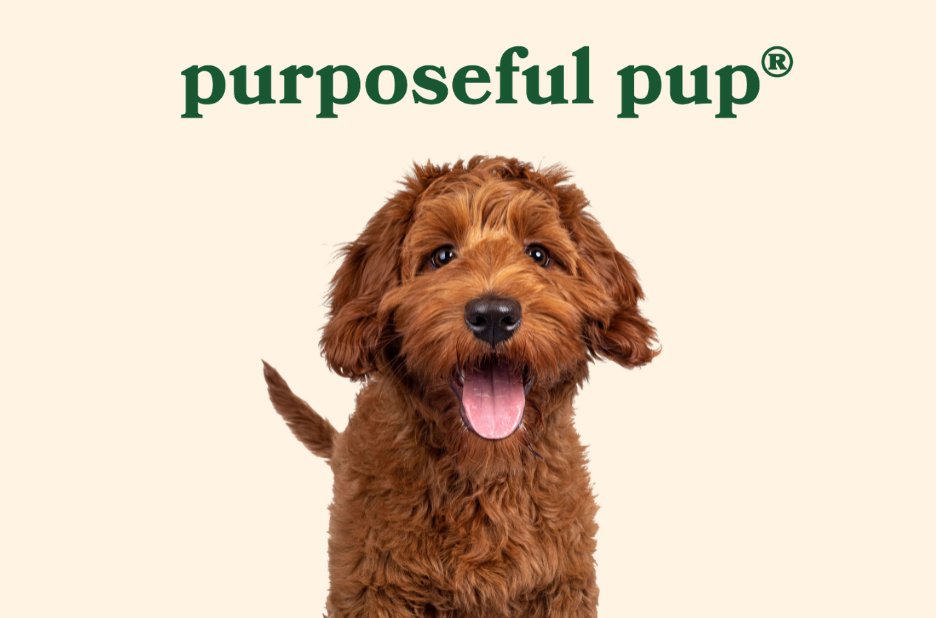 Best Place to Buy Natural Beef Dog Treats in the US for Healthy, Grass-Fed Options Best Place to Buy Natural Beef Dog Treats in the US for Healthy, Grass-Fed Options