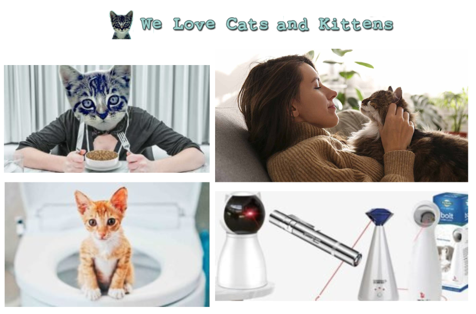 How to choose a litter that keeps odors in check for your cat How to choose a litter that keeps odors in check for your cat