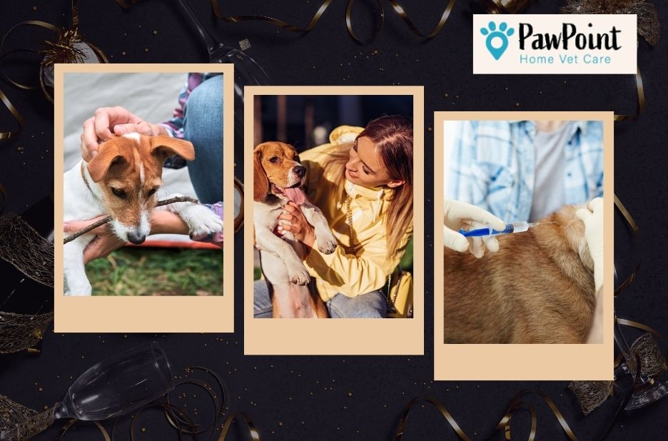 Compassionate end of life care for your pet nearby Compassionate end of life care for your pet nearby