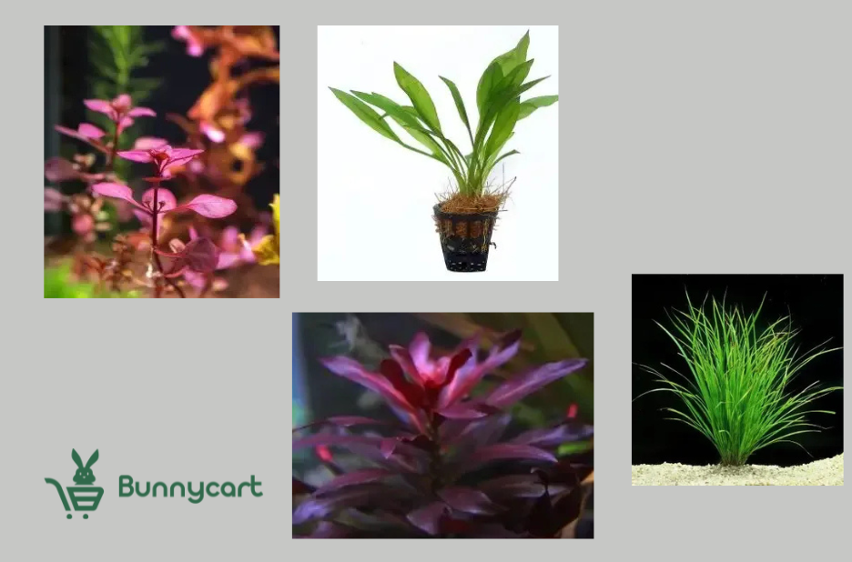 Buy Aquarium Plants Online India – Fresh, Quality Aquatic Plants Delivered Nationwide Buy Aquarium Plants Online India – Fresh, Quality Aquatic Plants Delivered Nationwide
