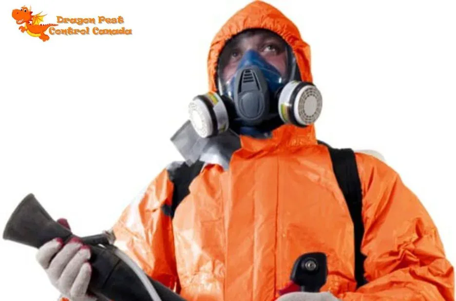Effective Rodent Control Edmonton Services by Licensed Professionals for a Pest-Free Home Effective Rodent Control Edmonton Services by Licensed Professionals for a Pest-Free Home