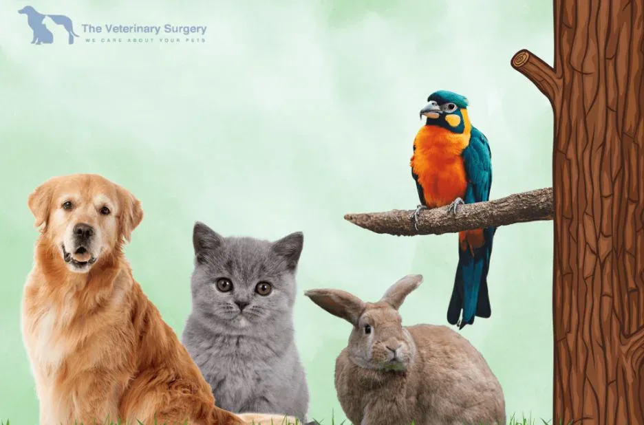 Trusted Pet Relocation Services Qatar for Safe and Stress-Free Pet Travel Trusted Pet Relocation Services Qatar for Safe and Stress-Free Pet Travel