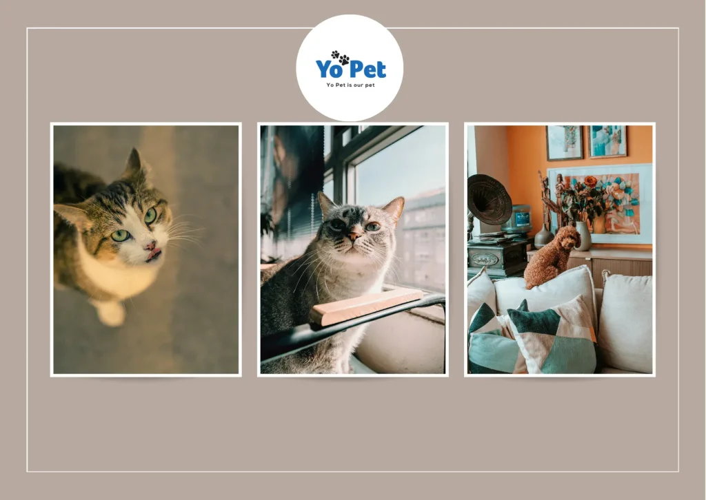 Rac Cargo Guard Front Seat for Safe and Clean Car Rides with Pets