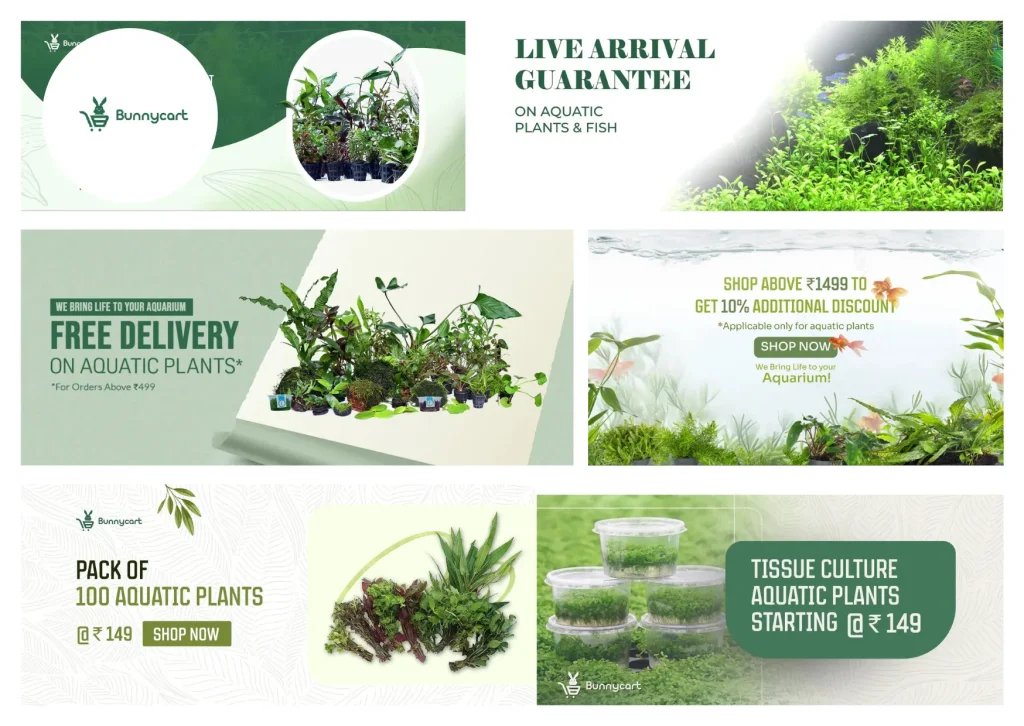 Buy Freshwater Aquatic Plants for Sale to Transform Your Aquarium into a Lush Underwater Paradise