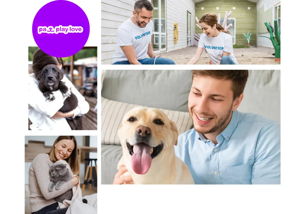 Top Dating Website for Cats – Find Your Feline’s Perfect Match Today Top Dating Website for Cats – Find Your Feline’s Perfect Match Today