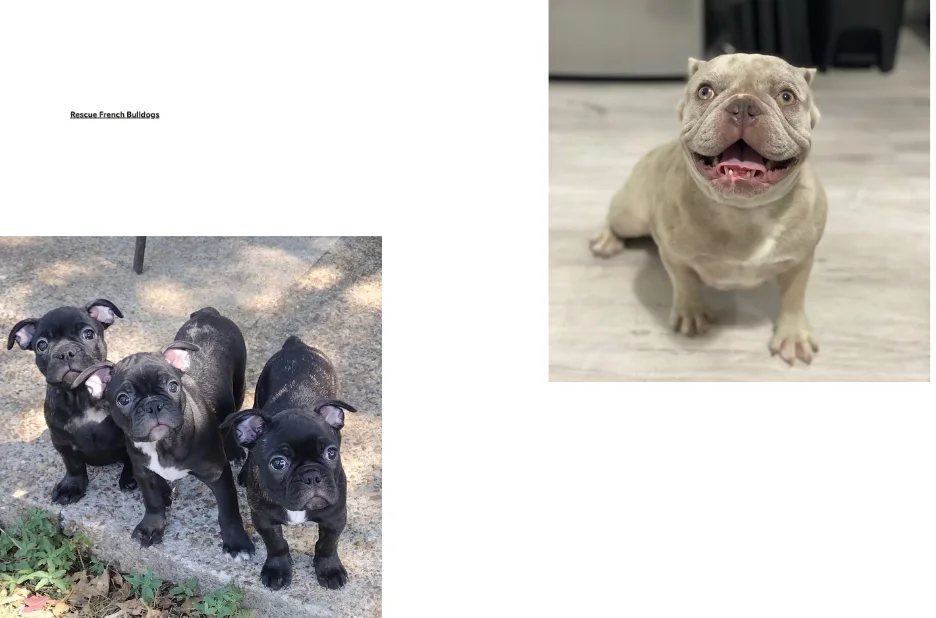French Bulldog Adoption Guide for Finding Your Perfect Rescue Companion French Bulldog Adoption Guide for Finding Your Perfect Rescue Companion