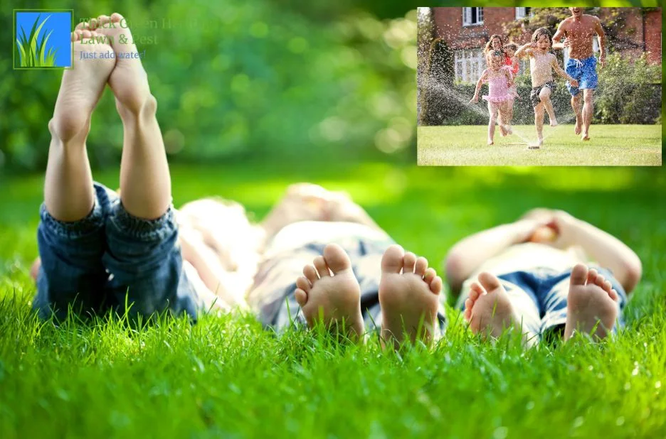 Effective Mosquito Control and Yard Protection Strategies for a Pest-Free Outdoor Space Effective Mosquito Control and Yard Protection Strategies for a Pest-Free Outdoor Space