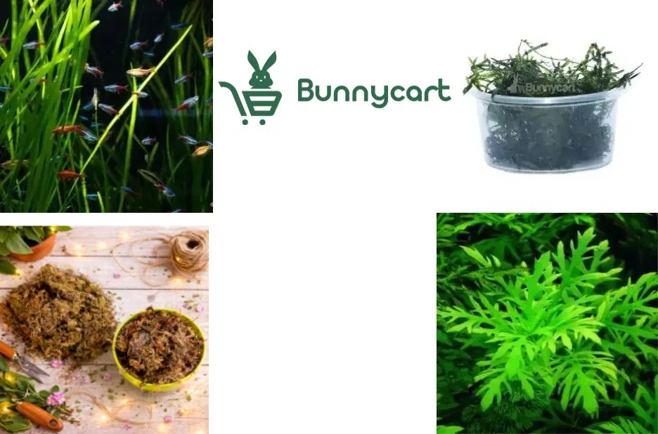 Buy Live Aquarium Plants Online for Healthy and Vibrant Planted Tanks Buy Live Aquarium Plants Online for Healthy and Vibrant Planted Tanks