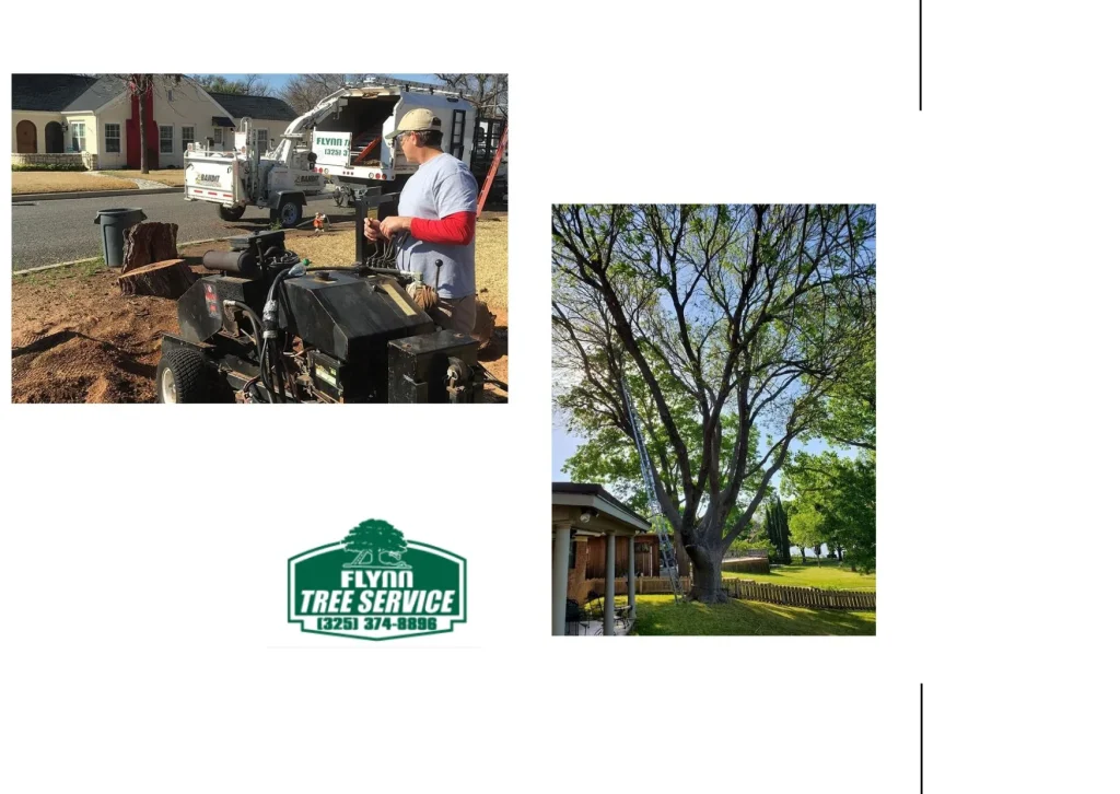 Effective Tree Health Management with AirSpade Root Excavation Techniques