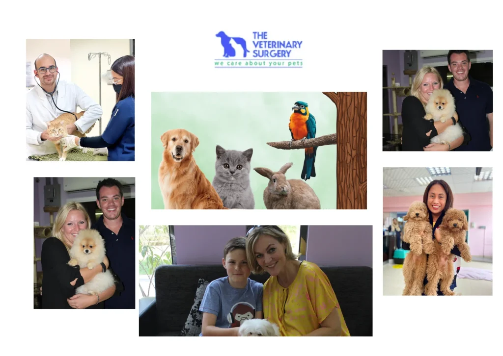 Trusted Doha Vet Clinic Offering Expert Veterinary Care and Personalized Pet Services