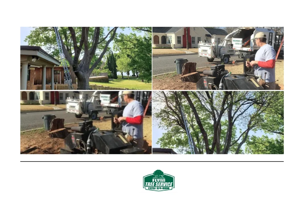 Professional Tree Pruning Services for Healthy Growth and Long-Lasting Beauty