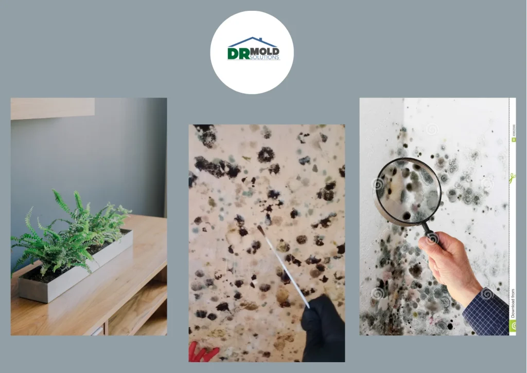 Effective Fast Mold Removal Clearwater Services for Healthier Indoor Spaces Effective Fast Mold Removal Clearwater Services for Healthier Indoor Spaces