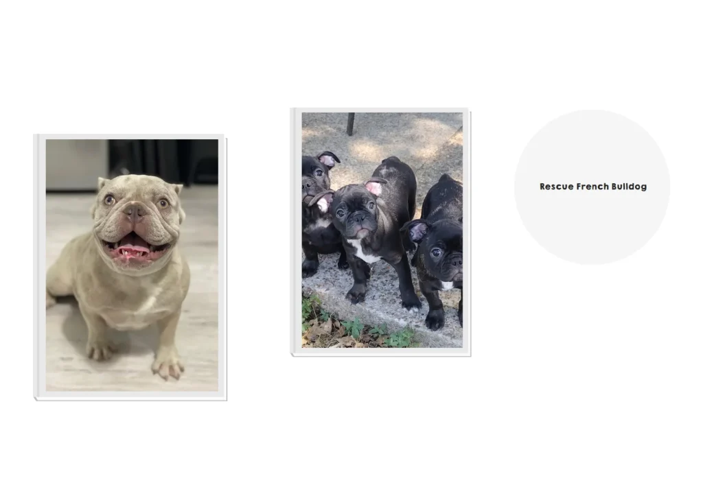 How to Rescue a French Bulldog and Provide a Loving Forever Home
