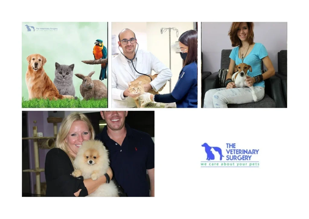 Expert Vet Center Qatar Services for Advanced Pet Care and Compassionate Treatment Expert Vet Center Qatar Services for Advanced Pet Care and Compassionate Treatment