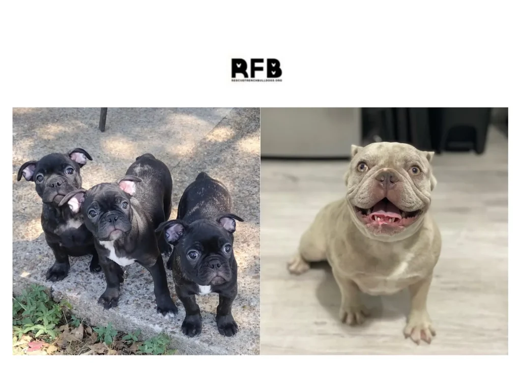 French Bulldog Adoption Guide for Finding Your Perfect Rescue Companion