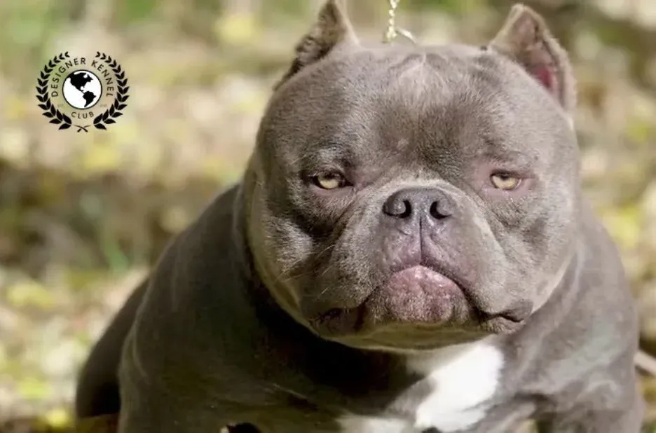 Reliable Methods to Register Your American Bully Without Original Papers for Genuine Recognition Reliable Methods to Register Your American Bully Without Original Papers for Genuine Recognition