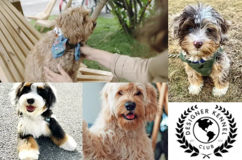 How to Register a Puppy: Steps, Requirements, and Common Mistakes to Avoid