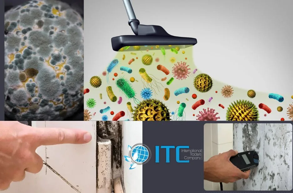 Expert Tips for Choosing Comprehensive Mould Removal Services on the Sunshine Coast Expert Tips for Choosing Comprehensive Mould Removal Services on the Sunshine Coast