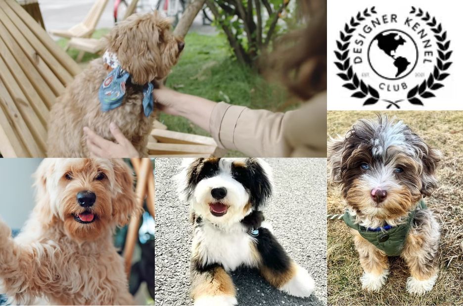 How to Get Paper for My Dog Without Guesswork | Designer Kennel Club Guest Post How to Get Paper for My Dog Without Guesswork | Designer Kennel Club Guest Post