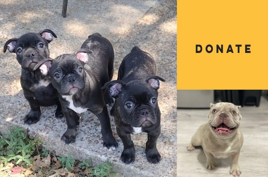 Find a French Bulldog Near Me: How to Choose the Right Rescue and Match Find a French Bulldog Near Me: How to Choose the Right Rescue and Match