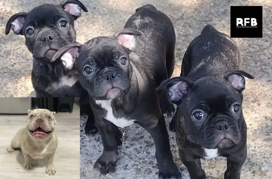 Finding Safety with French Bulldog Rescue: How to Get Help for Your Pup Finding Safety with French Bulldog Rescue: How to Get Help for Your Pup