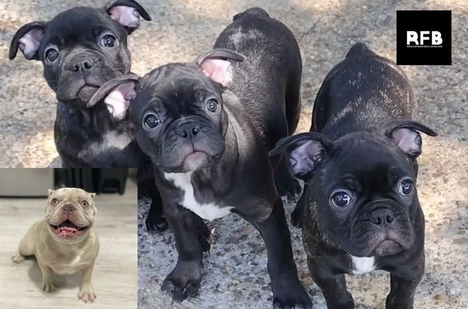 How French Bulldog Rescue Saves Lives and Finds Forever Homes How French Bulldog Rescue Saves Lives and Finds Forever Homes