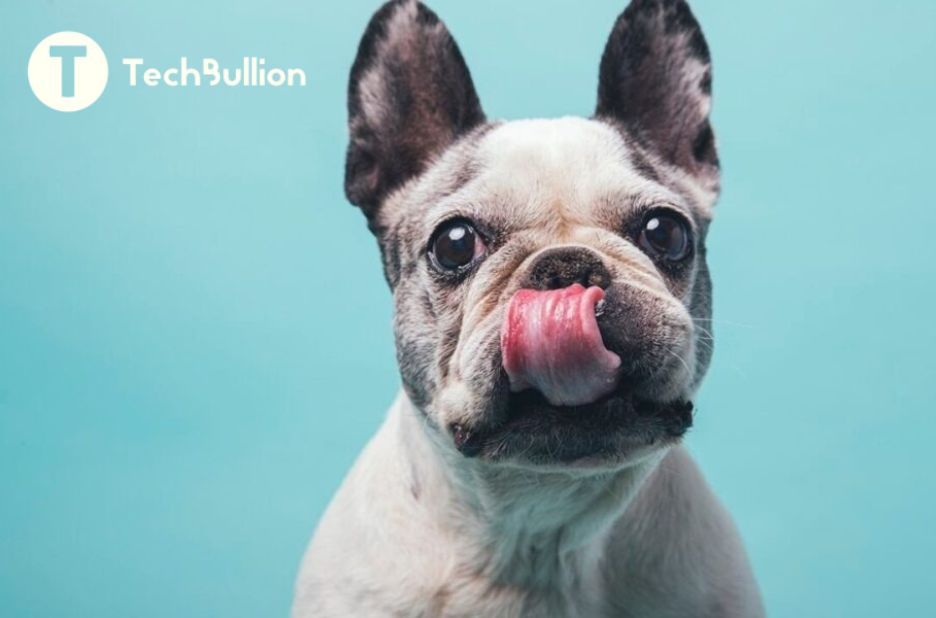 How Technology Helps Rescue French Bulldogs Find Safer Forever Homes How Technology Helps Rescue French Bulldogs Find Safer Forever Homes