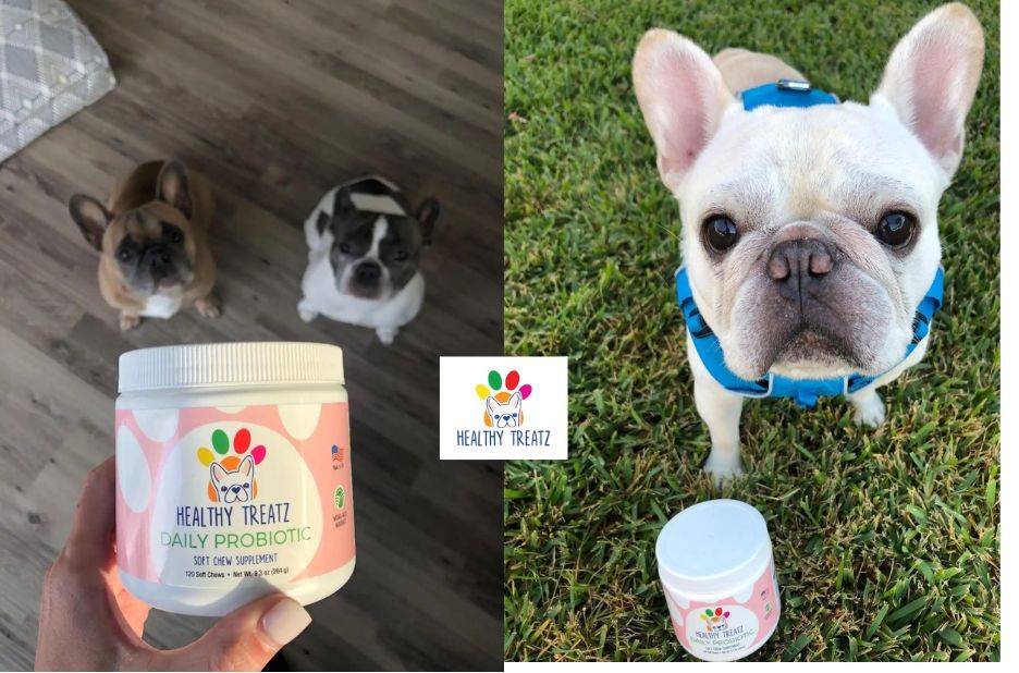 Probiotic Dog Treats: How to Choose the Right Gut-Support Formula Probiotic Dog Treats: How to Choose the Right Gut-Support Formula