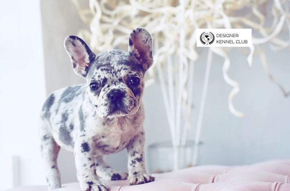 Exotic French Bulldog Registration Checklist: Steps, Requirements, and Tips Exotic French Bulldog Registration Checklist: Steps, Requirements, and Tips