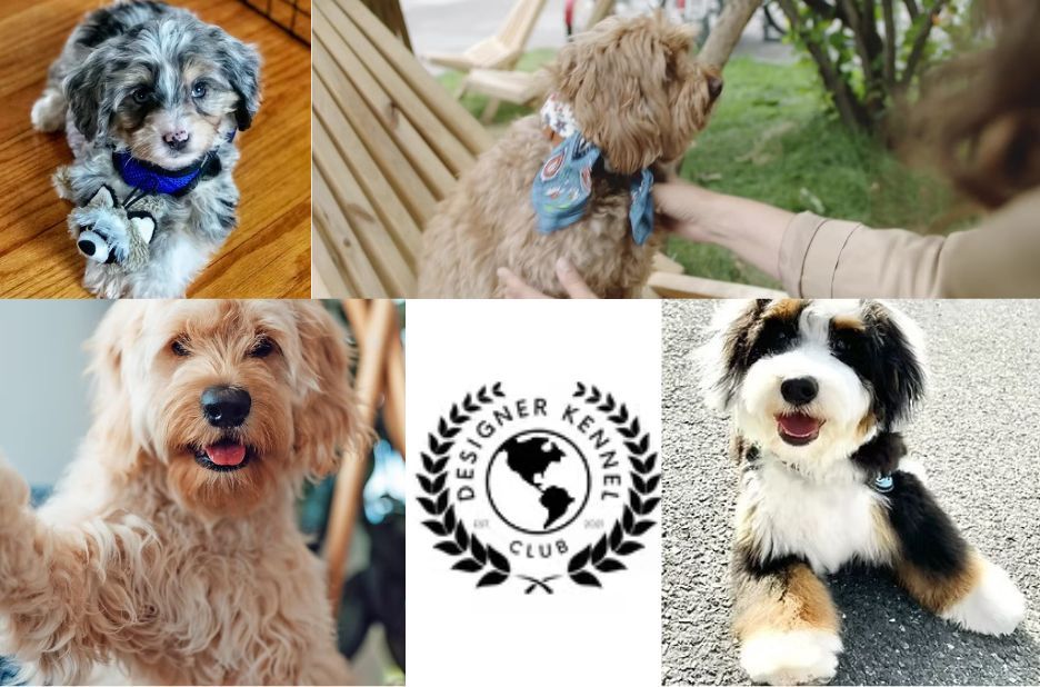 Expert Guide to Collie-Doodle Paperwork and Cadoodle Expert Guide to Collie-Doodle Paperwork and Cadoodle