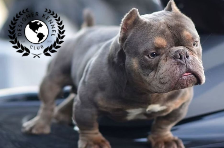 Recomendaciones de expertos para registrar un cachorro con éxito Recomendaciones de expertos para registrar un cachorro con éxito