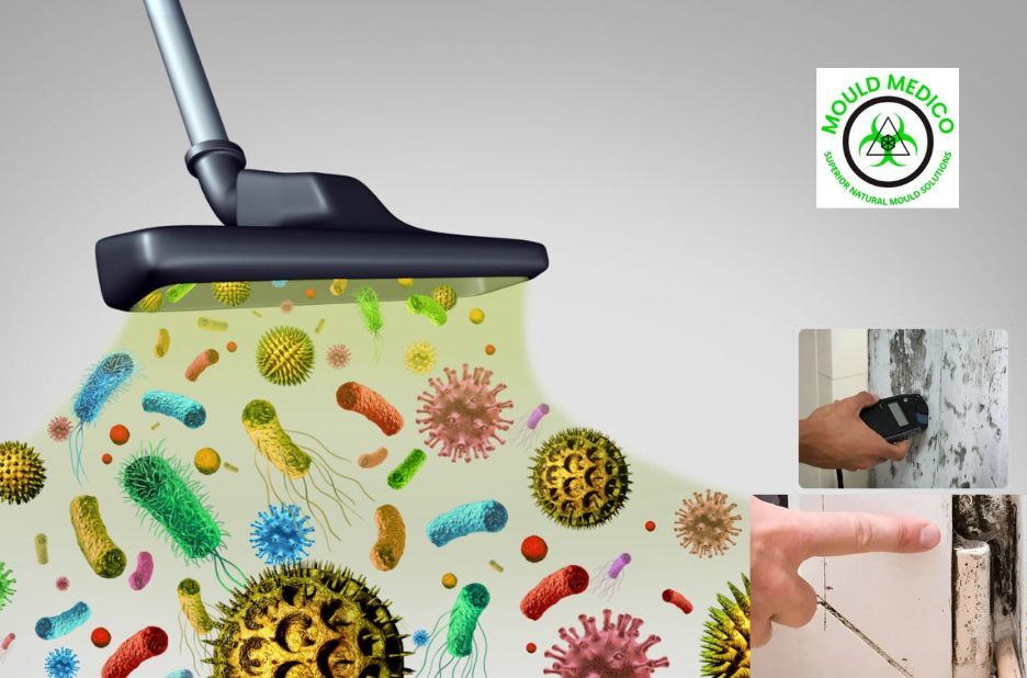 Rapid Response Mould Cleanup for Homes in Mooloolaba Rapid Response Mould Cleanup for Homes in Mooloolaba