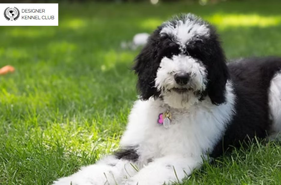 Sheepadoodle Registration: How to Verify Trustworthy Quality with Designer Kennel Club Sheepadoodle Registration: How to Verify Trustworthy Quality with Designer Kennel Club